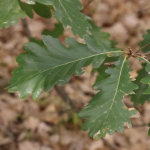 Quercus robur at O'Connor, ACT - 29 Aug 2023