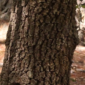 Quercus robur at O'Connor, ACT - 29 Aug 2023