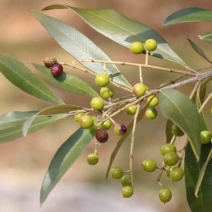 Olea europaea subsp. cuspidata at O'Connor, ACT - 29 Aug 2023 01:04 PM