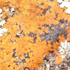 Unverified Lichen, Moss or other Bryophyte at Acton, ACT - 29 Aug 2023 by ConBoekel