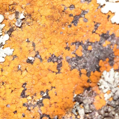 Unverified Lichen, Moss or other Bryophyte at Acton, ACT - 29 Aug 2023 by ConBoekel