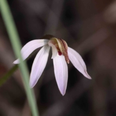 Caladenia fuscata (Dusky Fingers) at Acton, ACT - 29 Aug 2023 by ConBoekel