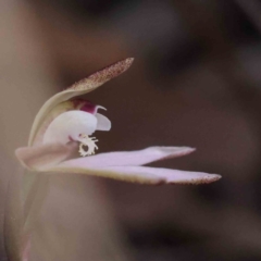 Caladenia fuscata at Acton, ACT - 29 Aug 2023