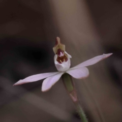 Caladenia fuscata at Acton, ACT - 29 Aug 2023