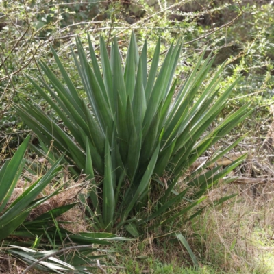 Yucca sp. at Caladenia Forest, O'Connor - 29 Aug 2023 by ConBoekel