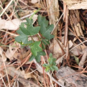 Passiflora cinnabarina at O'Connor, ACT - 29 Aug 2023