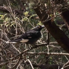 Strepera graculina (Pied Currawong) at Caladenia Forest, O'Connor - 29 Aug 2023 by ConBoekel