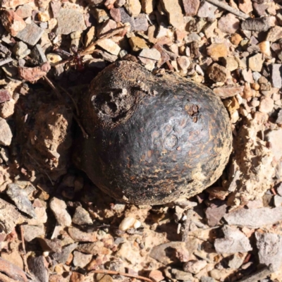 Pisolithus marmoratus (Horse Dung Fungus) at Bruce Ridge - 23 Aug 2023 by ConBoekel