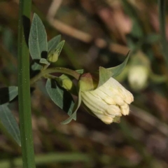 Pimelea linifolia subsp. linifolia (Queen of the Bush, Slender Rice-flower) at Canberra Central, ACT - 29 Aug 2023 by ConBoekel