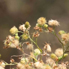 Erigeron sp. (Fleabanes) at O'Connor, ACT - 29 Aug 2023 by ConBoekel