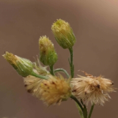 Erigeron sp. at O'Connor, ACT - 29 Aug 2023 12:44 PM