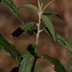 Olearia lirata at Canberra Central, ACT - 29 Aug 2023