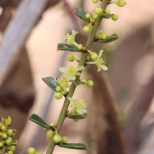 Phyllanthus occidentalis at Acton, ACT - 29 Aug 2023