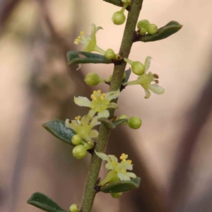 Phyllanthus occidentalis at Acton, ACT - 29 Aug 2023