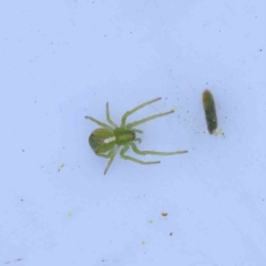 Sidymella sp. (genus) (A crab spider) at Bruce Ridge - 23 Aug 2023 by ConBoekel