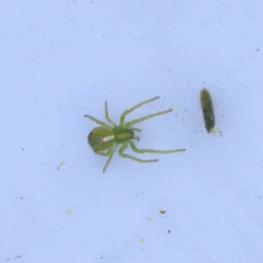 Sidymella sp. (genus) (A crab spider) at Bruce, ACT - 23 Aug 2023 by ConBoekel