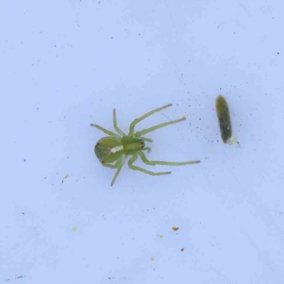 Sidymella sp. (genus) (A crab spider) at Bruce Ridge - 23 Aug 2023 by ConBoekel