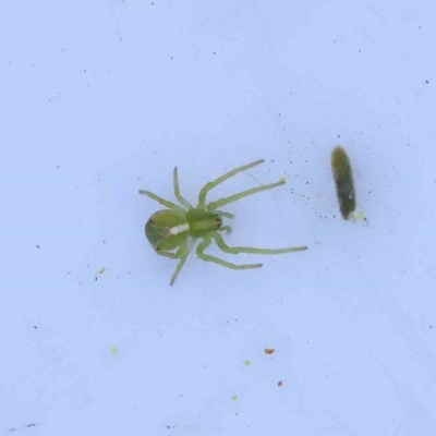 Sidymella sp. (genus) (A crab spider) at Bruce, ACT - 23 Aug 2023 by ConBoekel