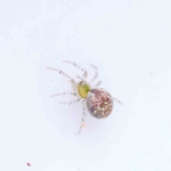 Unidentified Spider (Araneae) at Caladenia Forest, O'Connor - 29 Aug 2023 by ConBoekel