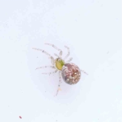 Unidentified Spider (Araneae) at O'Connor, ACT - 29 Aug 2023 by ConBoekel