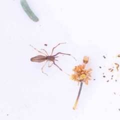 Cheiracanthium sp. (genus) at Acton, ACT - 29 Aug 2023 by ConBoekel