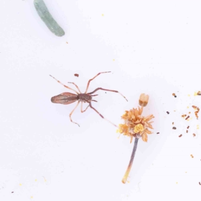 Unidentified Spider (Araneae) at Caladenia Forest, O'Connor - 29 Aug 2023 by ConBoekel