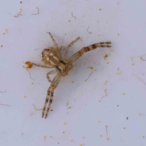 Australomisidia sp. (genus) at Canberra Central, ACT - 29 Aug 2023