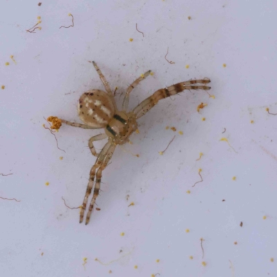 Australomisidia sp. (genus) (Flower spider) at Caladenia Forest, O'Connor - 29 Aug 2023 by ConBoekel