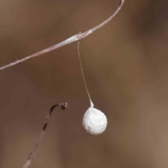 Unidentified Other web-building spider at Bruce, ACT - 23 Aug 2023 by ConBoekel