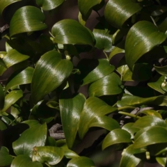 Asparagus asparagoides (Bridal Creeper, Florist's Smilax) at Bruce, ACT - 23 Aug 2023 by ConBoekel