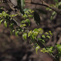 Asparagus asparagoides at Bruce, ACT - 23 Aug 2023 01:32 PM