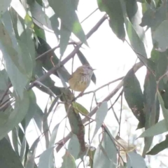 Acanthiza lineata (Striated Thornbill) at Caladenia Forest, O'Connor - 29 Aug 2023 by ConBoekel