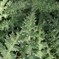 Carduus nutans (Nodding Thistle) at Caladenia Forest, O'Connor - 29 Aug 2023 by ConBoekel