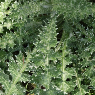 Carduus nutans (Nodding Thistle) at Acton, ACT - 29 Aug 2023 by ConBoekel