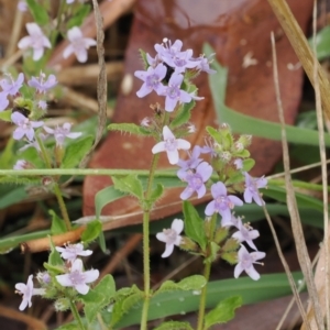 Mentha diemenica at Cotter River, ACT - 22 Mar 2023 02:58 PM