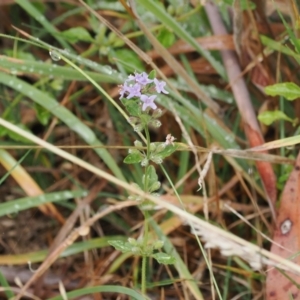 Mentha diemenica at Cotter River, ACT - 22 Mar 2023