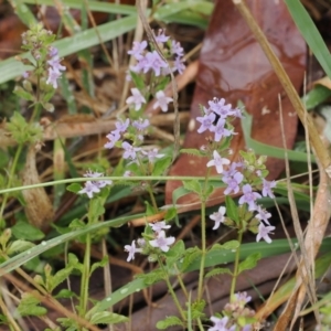 Mentha diemenica at Cotter River, ACT - 22 Mar 2023 02:58 PM