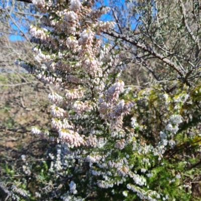 Erica lusitanica (Spanish Heath ) at Isaacs Ridge and Nearby - 2 Sep 2023 by Mike