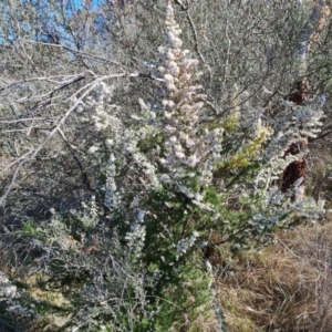 Erica lusitanica at Jerrabomberra, ACT - 2 Sep 2023 10:07 AM