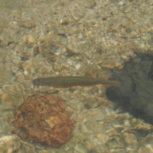 Galaxias olidus at Cotter River, ACT - 22 Mar 2023