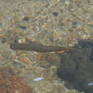 Galaxias olidus at Cotter River, ACT - 22 Mar 2023