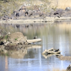 Anas superciliosa at Coombs, ACT - 2 Sep 2023