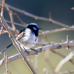 Malurus cyaneus (Superb Fairywren) at Weston, ACT - 2 Sep 2023 by JimL