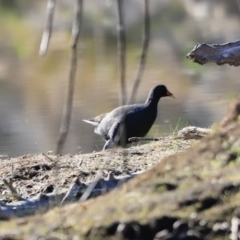 Gallinula tenebrosa (Dusky Moorhen) at Weston, ACT - 2 Sep 2023 by JimL