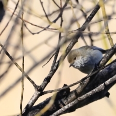 Acanthiza pusilla (Brown Thornbill) at Molonglo Valley, ACT - 2 Sep 2023 by JimL