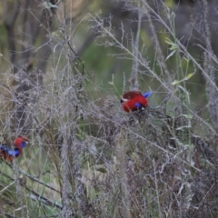 Platycercus elegans (Crimson Rosella) at Weston, ACT - 2 Sep 2023 by JimL