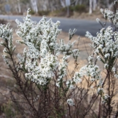 Olearia microphylla (Olearia) at Mongarlowe River - 1 Sep 2023 by LisaH