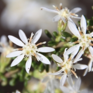 Olearia microphylla at Mongarlowe, NSW - 1 Sep 2023