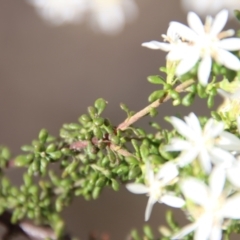 Olearia microphylla at Mongarlowe, NSW - 1 Sep 2023