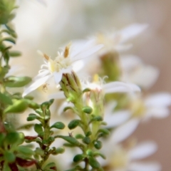 Olearia microphylla at Mongarlowe, NSW - 1 Sep 2023